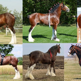 Bay Clydesdale