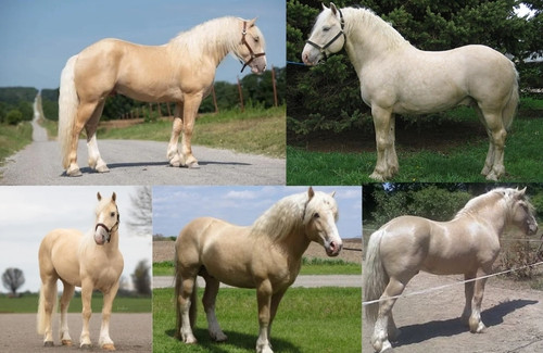 American Cream Draft.jpg