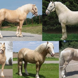 American Cream Draft