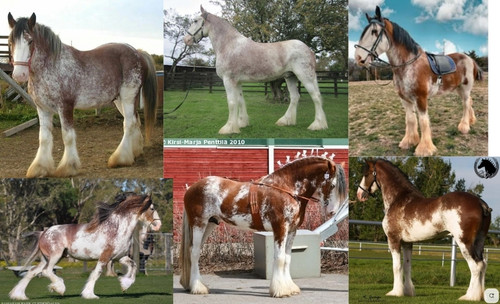 Sabino Clydesdale