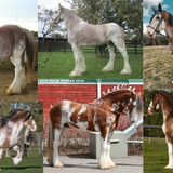 Sabino Clydesdale