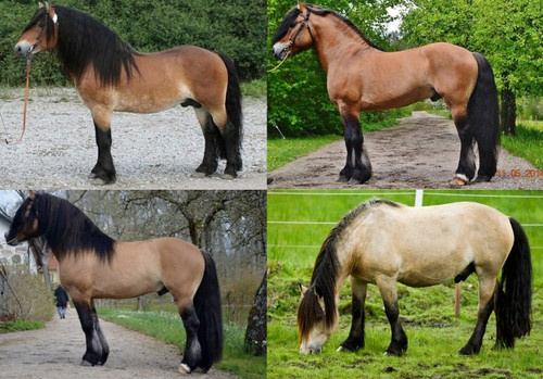 Buckskin North Swedish Draft.jpg