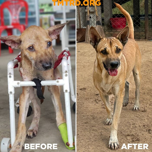 Left Behind But Never Forgotten The Hero Giving New Life to Stray Dogs in Thailand 67dbdde1f1aee 700.jpg