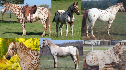Chestnut Leopard Appaloosa.jpg