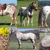Chestnut Leopard Appaloosa