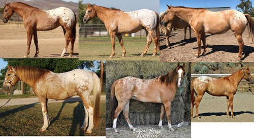 Red Dun Blanket Appaloosa.jpg