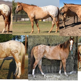 Red Dun Blanket Appaloosa