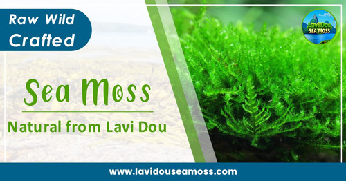 Raw Wild Crafted Sea Moss – Pure and Natural from Lavi Dou.jpg