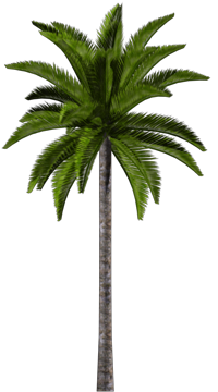Palme.png