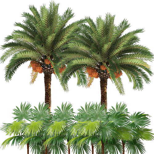 Palmen.png