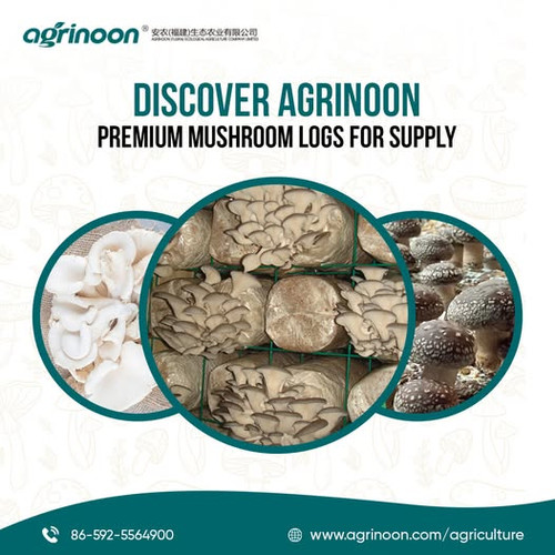 485159494 1174448634696324 4813581941371204308 n.jpg