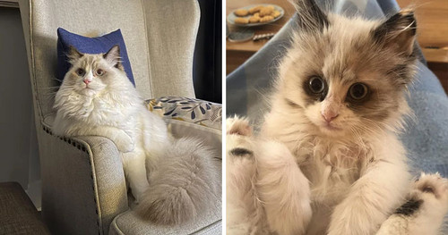 ragdoll cats cute coverimage.jpg