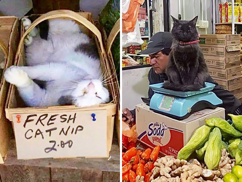 funny shop cats pictures fb 639334960daee.jpg