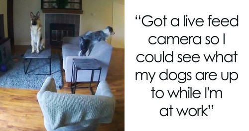 whats wrong with your dog fb16 png 700.jpg