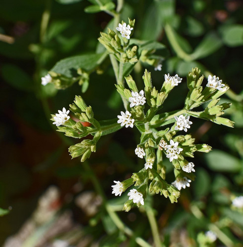 stevia flowers 2796857 1920.jpg