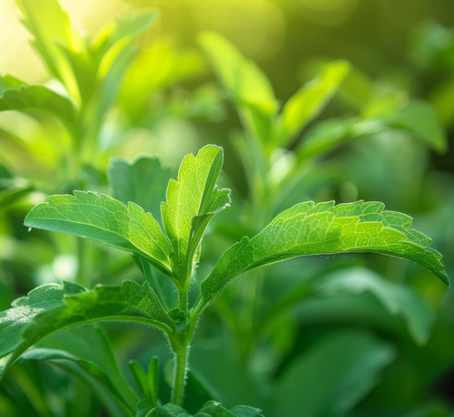Capture a close-up shot of a stevia plant with its bright green leaves. --ar 16:9 Job ID: c8d91689-b.jpg
