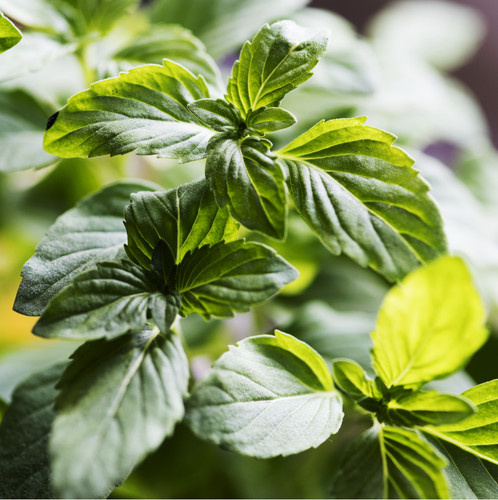 Close up of fresh mint in a pot.jpg