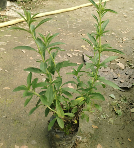 IMG 20250219 121815.jpg