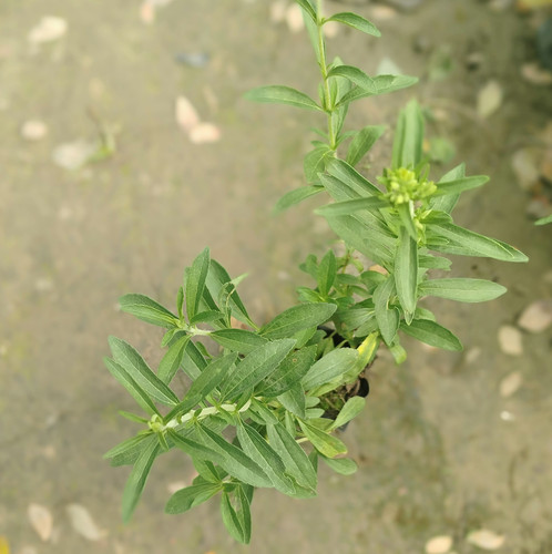 IMG 20250219 121804.jpg