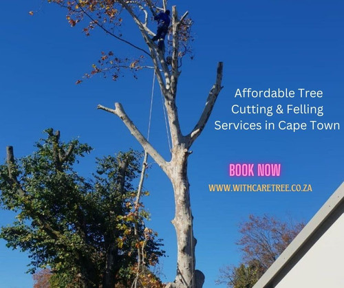 Tree Felling Services in Cape Town.jpg