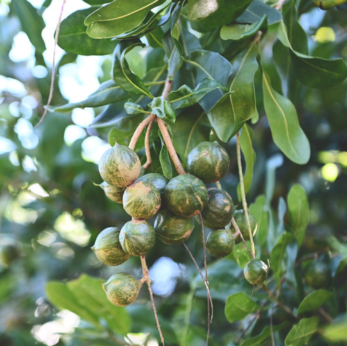 macadamia nuts on macadamia tree plant, fresh natural raw macadamia nuts in garden, planting macadam.jpg