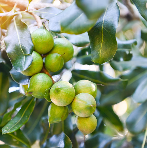 macadamia nuts on macadamia tree plant, fresh natural raw macadamia nuts in garden, planting macadam.jpg