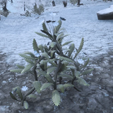 Screenshot 2025 03 07 212619.png