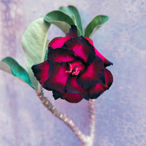 FB IMG 1741272564683.jpg