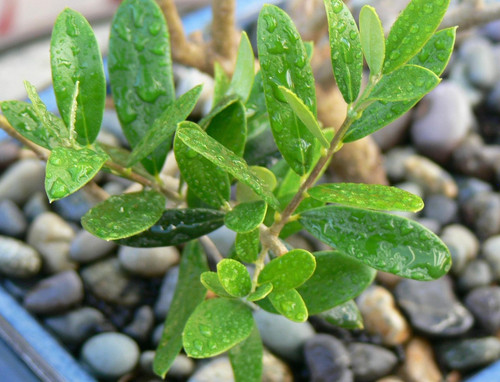 leaves 5229602 1920.jpg