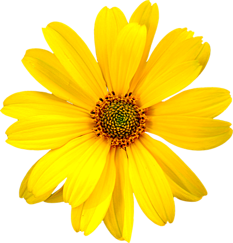 hotpng.com (20).png