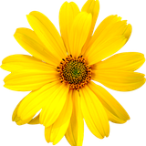 hotpng.com (20)