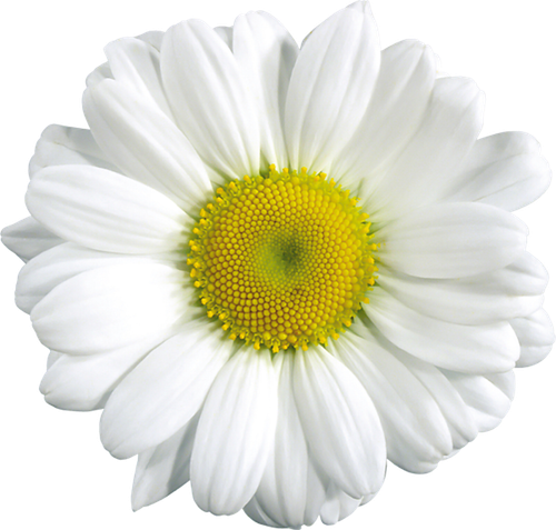 hotpng.com (22).png