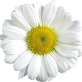 hotpng.com (22)