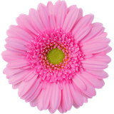 hotpng.com (24)