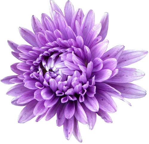 hotpng.com (26).png