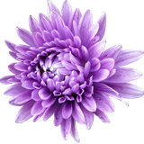 hotpng.com (26)