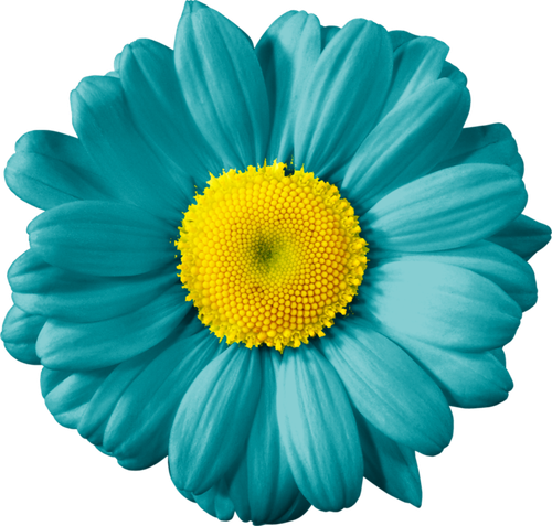 hotpng.com (21).png