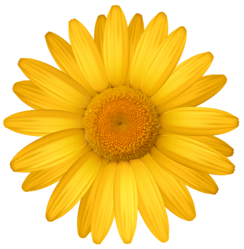 hotpng.com (31).png