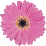 hotpng.com (23).png