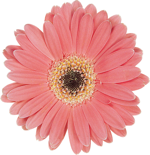 hotpng.com (27).png
