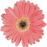 hotpng.com (27)