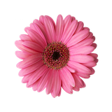 hotpng.com (38)