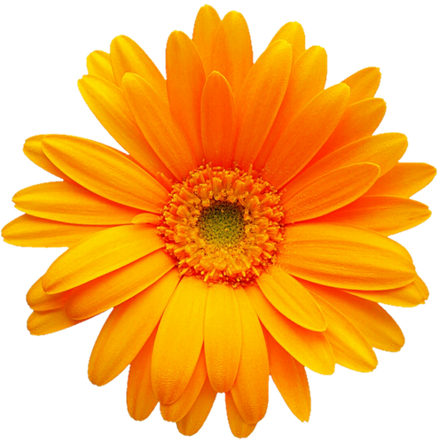 hotpng.com (40).png