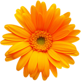 hotpng.com (40)