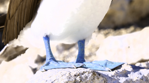 zrbnutvfvazq.png