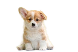 1fb2a072 6237 4985 915e 50d093da0ad6 removalai preview.png