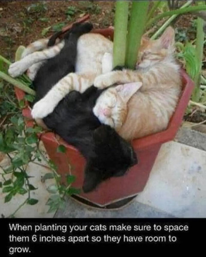 planting your cats.jpg