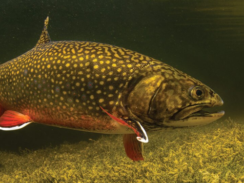 brooktrout.png