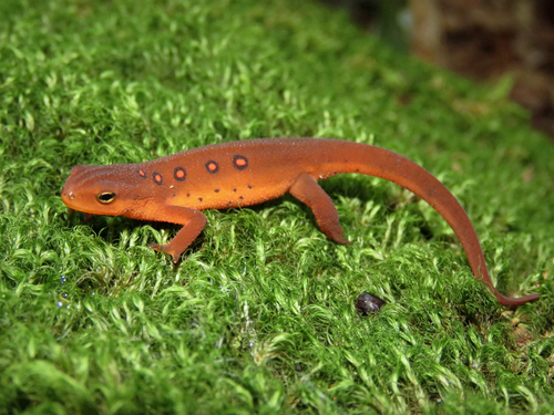 newt.png