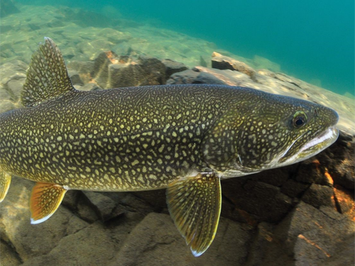 laketrout.png